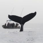 Ballenas en Mazatlán: Grandes viajeras