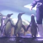 Conoce lo que es la segunda etapa del increíble `Pingüinario del Acuario Mazatlán”